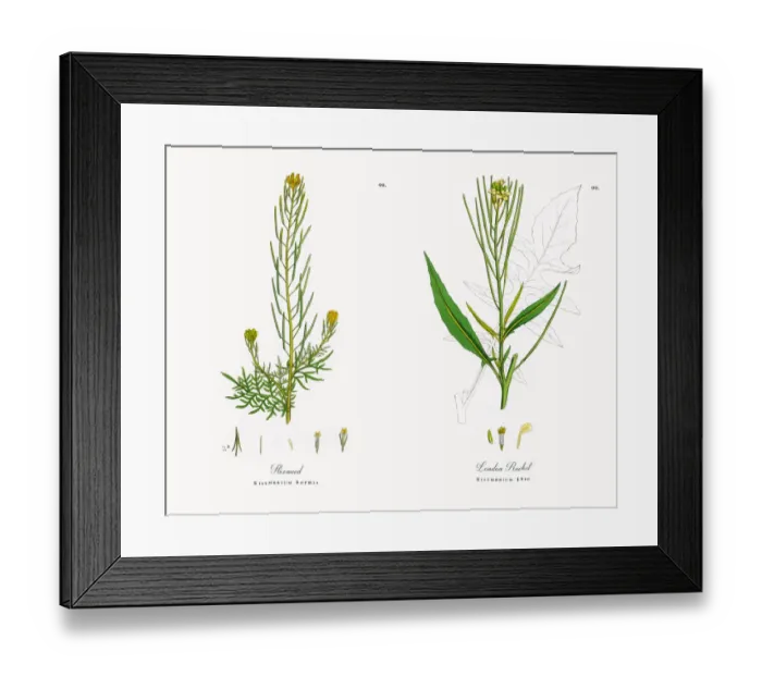 Framed Print : Flixweed, Sisymbrium Sophia, Victorian Botanical Illustration, 1863 Framed Print : Flixweed, Sisymbrium Sophia, Victorian Botanical Illustration, 1863