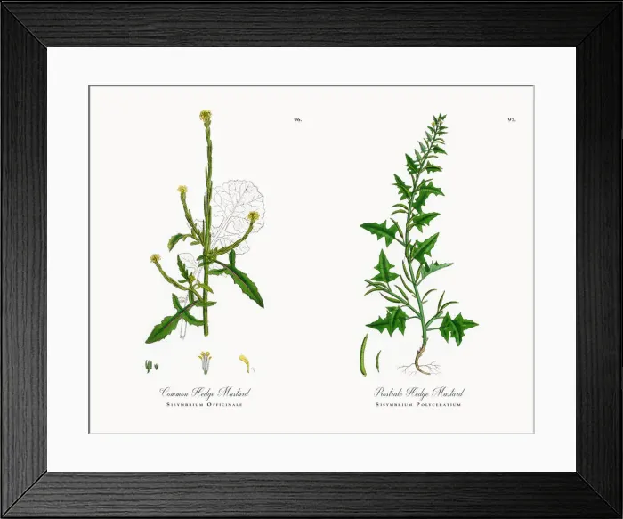 Framed Print : Common Hedge Mustard, Sisymbrium Officinale, Victorian Botanical Illustration, 1863 Framed Print : Common Hedge Mustard, Sisymbrium Officinale, Victorian Botanical Illustration, 1863