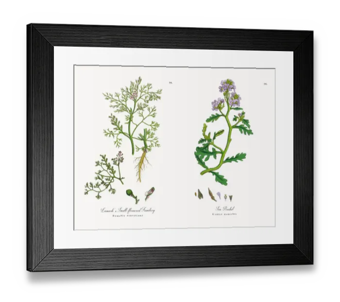 Framed Print : Lamarkas Fumitory, Fumaria parviflora, Victorian Botanical Illustration, 1863