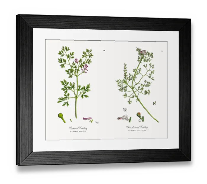 Framed Print : Rampant Fumitory, Fumaria muralis, Victorian Botanical Illustration, 1863 Framed Print : Rampant Fumitory, Fumaria muralis, Victorian Botanical Illustration, 1863