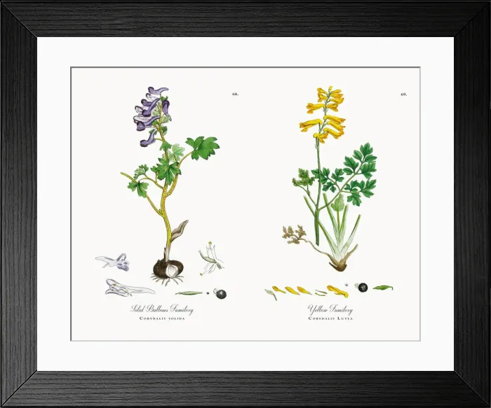 Framed Print : Solid Bulbous Fumitory, Corydalis solida, Victorian Botanical Illustration, 1863 Framed Print : Solid Bulbous Fumitory, Corydalis solida, Victorian Botanical Illustration, 1863