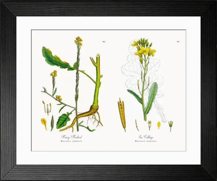 Framed Print : Hoary Mustard, Brassica adpressa, Victorian Botanical Illustration, 1863 Framed Print : Hoary Mustard, Brassica adpressa, Victorian Botanical Illustration, 1863