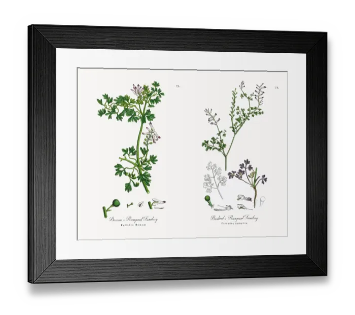 Framed Print : Boreauas Rampant Fumitory, Fumaria Boraei, Victorian Botanical Illustration, 1863 Framed Print : Boreauas Rampant Fumitory, Fumaria Boraei, Victorian Botanical Illustration, 1863
