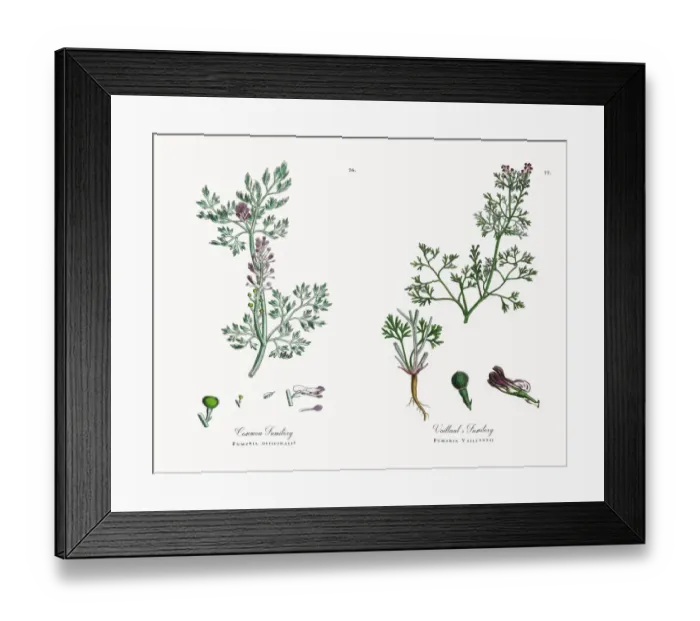 Framed Print : Common Fumitory, Fumaria officinalis, Victorian Botanical Illustration, 1863 Framed Print : Common Fumitory, Fumaria officinalis, Victorian Botanical Illustration, 1863