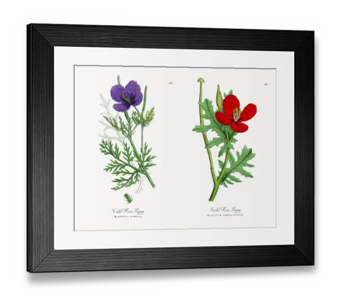 Framed Print : Violet Horn Poppy, Roemeria hybrida, Victorian Botanical Illustration, 1863 Framed Print : Violet Horn Poppy, Roemeria hybrida, Victorian Botanical Illustration, 1863