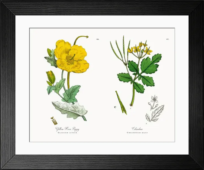 Framed Print : Yellow Horn Poppy, Glaucium luteum, Victorian Botanical Illustration, 1863 Framed Print : Yellow Horn Poppy, Glaucium luteum, Victorian Botanical Illustration, 1863