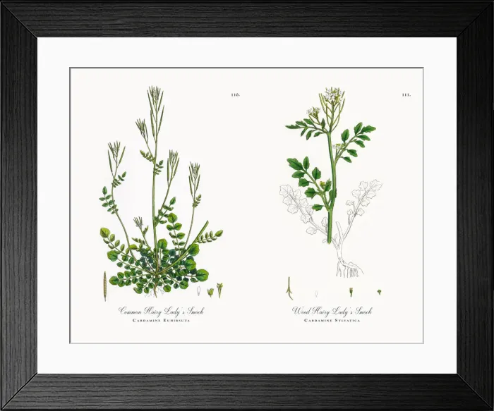 Framed Print : Common Hairy Ladyas Smock, Cardamine Euhirsuta, Victorian Botanical Illustration, 1863 Framed Print : Common Hairy Ladyas Smock, Cardamine Euhirsuta, Victorian Botanical Illustration, 1863