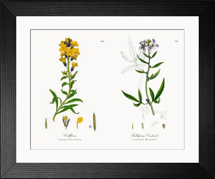Framed Print : Wallflower, Cheiranthus Cheiri, Victorian Botanical Illustration, 1863 Framed Print : Wallflower, Cheiranthus Cheiri, Victorian Botanical Illustration, 1863