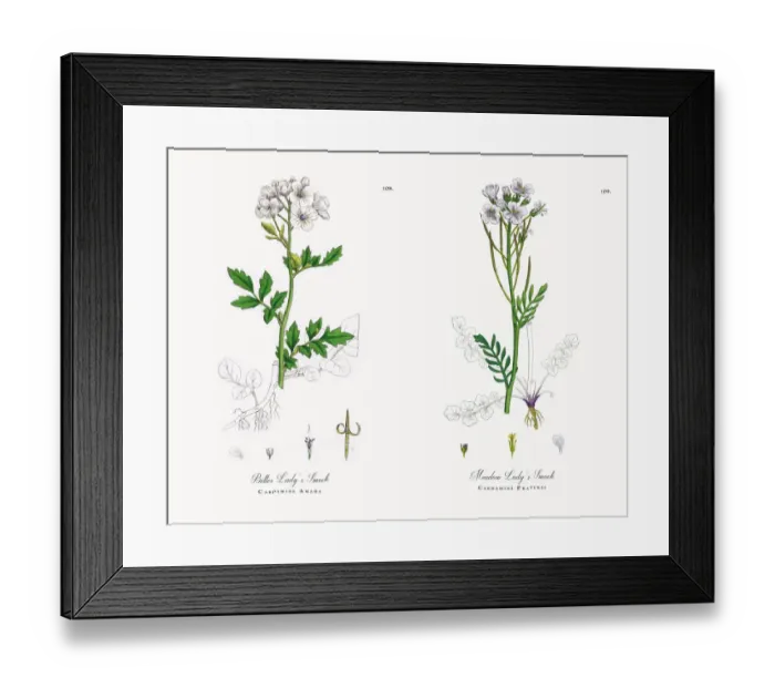 Framed Print : Bitter Ladyas Smock, Cardamine Amara, Victorian Botanical Illustration, 1863 Framed Print : Bitter Ladyas Smock, Cardamine Amara, Victorian Botanical Illustration, 1863