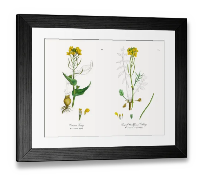 Framed Print : Common Turnip, Brassica rapa, Victorian Botanical Illustration, 1863 Framed Print : Common Turnip, Brassica rapa, Victorian Botanical Illustration, 1863