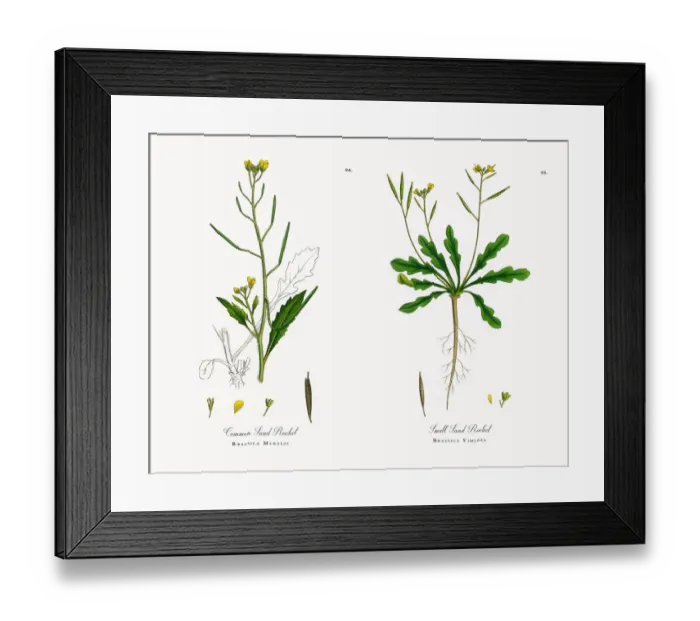 Framed Print : Common Sand Rocket, Brassica Muralis, Victorian Botanical Illustration, 1863 Framed Print : Common Sand Rocket, Brassica Muralis, Victorian Botanical Illustration, 1863