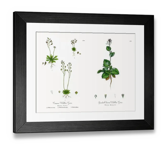 Framed Print : Common Whitlow Grass, Draba Verna, Victorian Botanical Illustration, 1863 Framed Print : Common Whitlow Grass, Draba Verna, Victorian Botanical Illustration, 1863