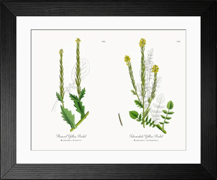 Framed Print : Flowered Yellow Rocket, Barbarea Stricta, Victorian Botanical Illustration, 1863 Framed Print : Flowered Yellow Rocket, Barbarea Stricta, Victorian Botanical Illustration, 1863