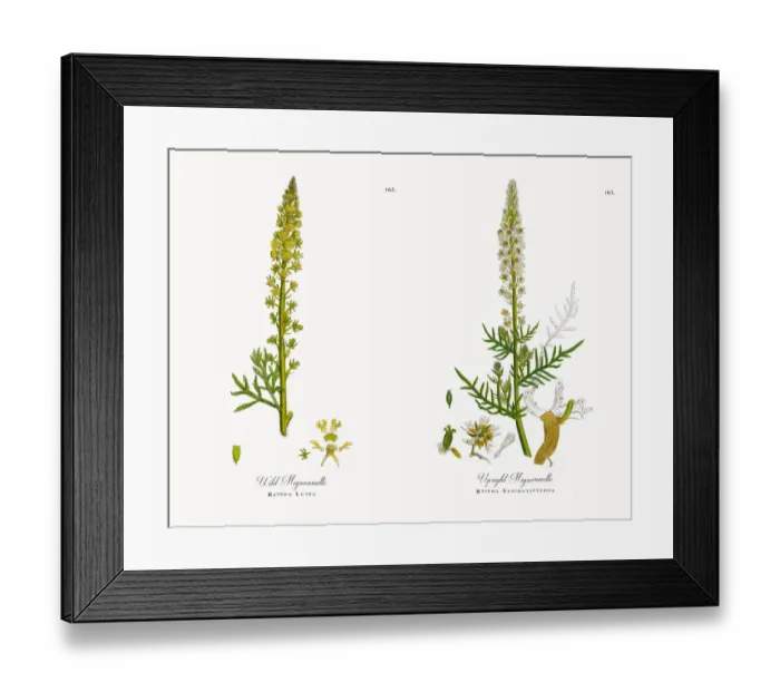 Framed Print : Wild Mignonnette, Reseda Lutea, Victorian Botanical Illustration, 1863 Framed Print : Wild Mignonnette, Reseda Lutea, Victorian Botanical Illustration, 1863