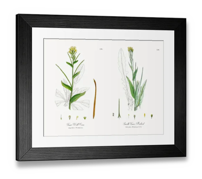 Framed Print : Tower Wall Cress, Arabis Turrita, Victorian Botanical Illustration, 1863 Framed Print : Tower Wall Cress, Arabis Turrita, Victorian Botanical Illustration, 1863