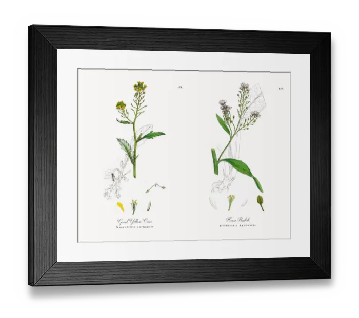 Framed Print : Great Yellow Cress, Nasturtium amphibium, Victorian Botanical Illustration, 1863 Framed Print : Great Yellow Cress, Nasturtium amphibium, Victorian Botanical Illustration, 1863