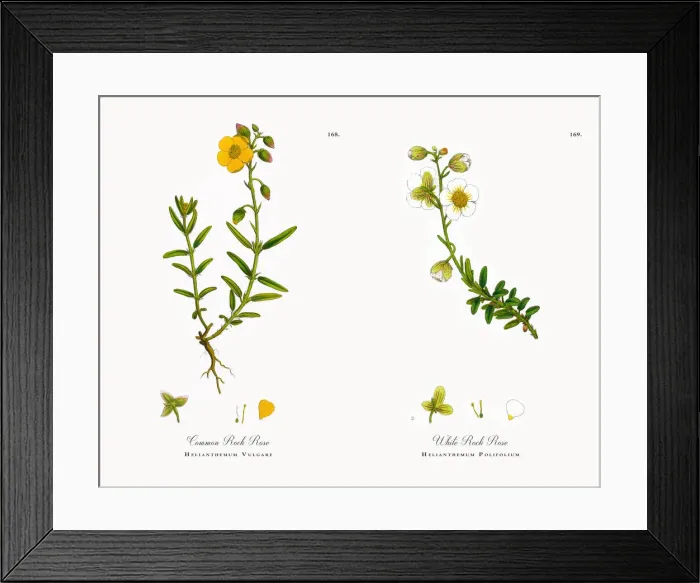 Framed Print : Common Rock Rose, Helianthemum Vulgare, Victorian Botanical Illustration, 1863 Framed Print : Common Rock Rose, Helianthemum Vulgare, Victorian Botanical Illustration, 1863