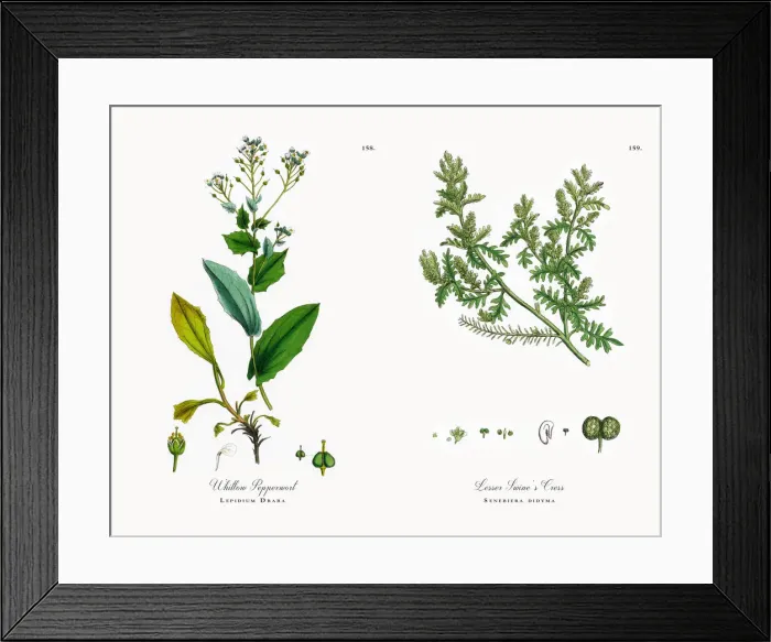 Framed Print : Whitlow Pepperwort, Lepidium Draba, Victorian Botanical Illustration, 1863 Framed Print : Whitlow Pepperwort, Lepidium Draba, Victorian Botanical Illustration, 1863