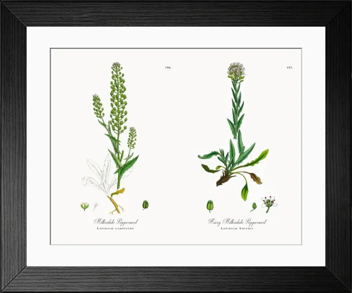 Framed Print : Mithridate Pepperwort, Lepidium campestre, Victorian Botanical Illustration, 1863 Framed Print : Mithridate Pepperwort, Lepidium campestre, Victorian Botanical Illustration, 1863