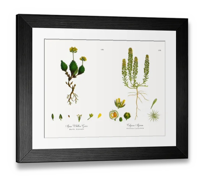 Framed Print : Alpine Whitlow Grass, Draba Aizoides, Victorian Botanical Illustration, 186 Framed Print : Alpine Whitlow Grass, Draba Aizoides, Victorian Botanical Illustration, 186