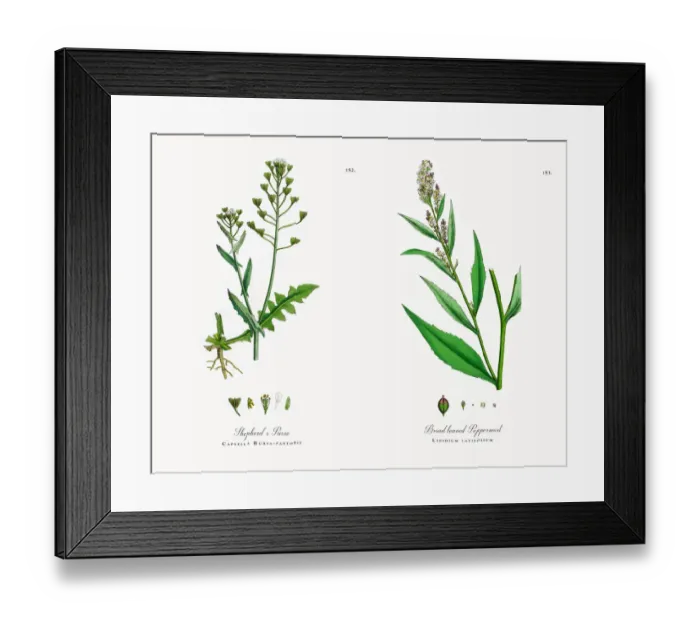 Framed Print : Shepherdas Purse, Capsella Bursa-pastoris, Victorian Botanical Illustration, 1863 Framed Print : Shepherdas Purse, Capsella Bursa-pastoris, Victorian Botanical Illustration, 1863