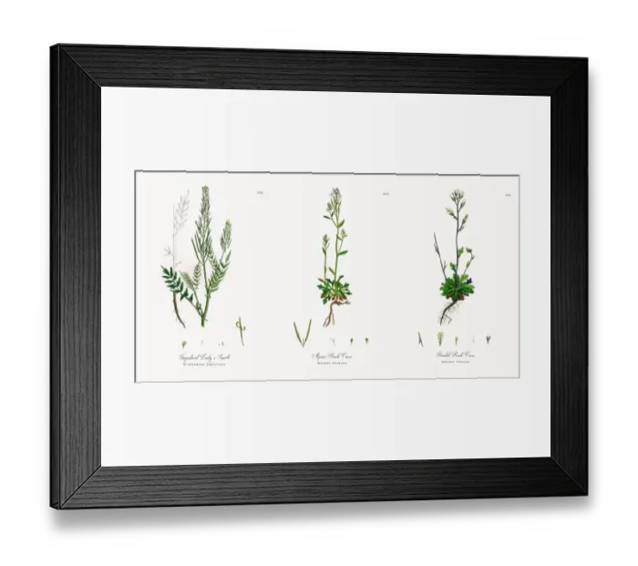 Framed Print : Impatient Ladyas Smock, Cardamine Impatiens, Victorian Botanical Illustration, 1863 Framed Print : Impatient Ladyas Smock, Cardamine Impatiens, Victorian Botanical Illustration, 1863