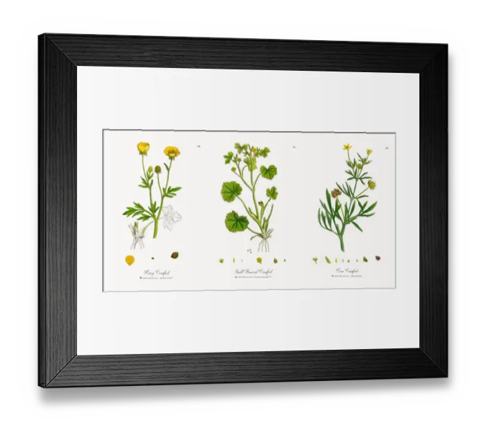 Framed Print : Hairy Crowfoot, Ranunculus hirsutus, Victorian Botanical Illustration, 1863 Framed Print : Hairy Crowfoot, Ranunculus hirsutus, Victorian Botanical Illustration, 1863