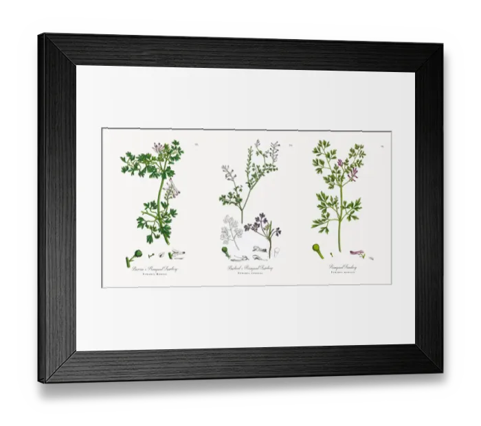 Framed Print : Boreauas Rampant Fumitory, Fumaria Boraei, Victorian Botanical Illustration, 1863 Framed Print : Boreauas Rampant Fumitory, Fumaria Boraei, Victorian Botanical Illustration, 1863