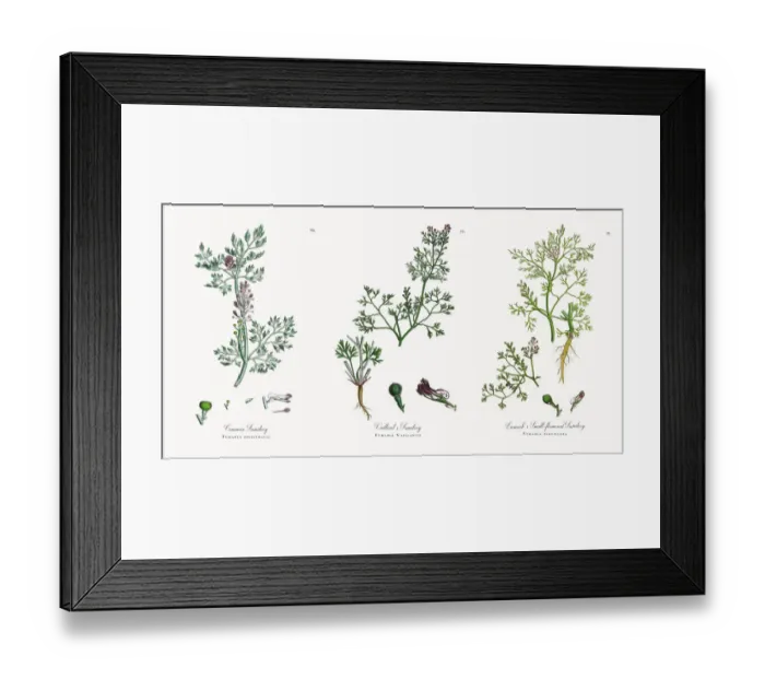 Framed Print : Common Fumitory, Fumaria officinalis, Victorian Botanical Illustration, 1863 Framed Print : Common Fumitory, Fumaria officinalis, Victorian Botanical Illustration, 1863