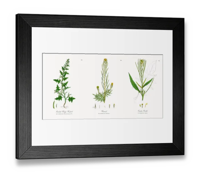 Framed Print : Prostrate Hedge Mustard, Sisymbrium Polyceratium, Victorian Botanical Illustration, 1863 Framed Print : Prostrate Hedge Mustard, Sisymbrium Polyceratium, Victorian Botanical Illustration, 1863