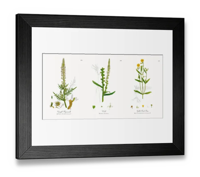 Framed Print : Upright Mignonnette, Reseda Suffruticulosa, Victorian Botanical Illustration, 1863 Framed Print : Upright Mignonnette, Reseda Suffruticulosa, Victorian Botanical Illustration, 1863
