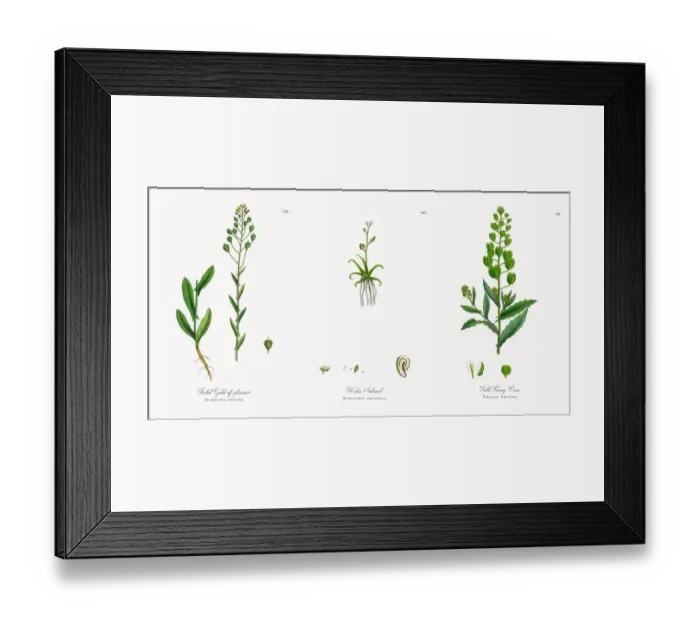 Framed Print : Foetid Gold-of-pleasure, Camelina foetida, Victorian Botanical Illustration, 1863 Framed Print : Foetid Gold-of-pleasure, Camelina foetida, Victorian Botanical Illustration, 1863