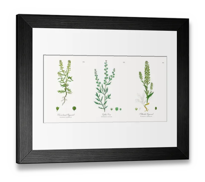 Framed Print : Narrow leaved Pepperwort, Lepidium ruderale, Victorian Botanical Illustration, 1863 Framed Print : Narrow leaved Pepperwort, Lepidium ruderale, Victorian Botanical Illustration, 1863