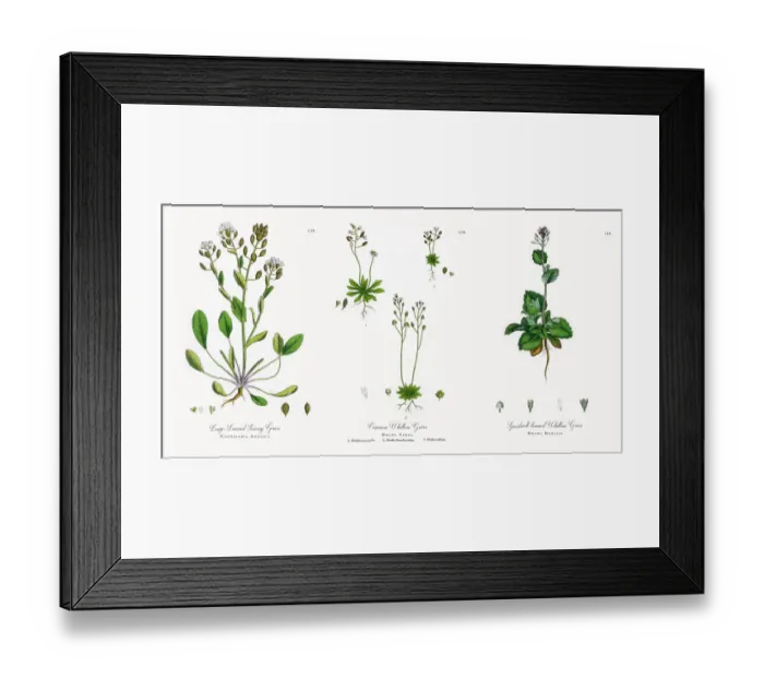 Framed Print : Long-Leaved Scurvy Grass, Cochlearia Anglica, Victorian Botanical Illustration, 1863 Framed Print : Long-Leaved Scurvy Grass, Cochlearia Anglica, Victorian Botanical Illustration, 1863