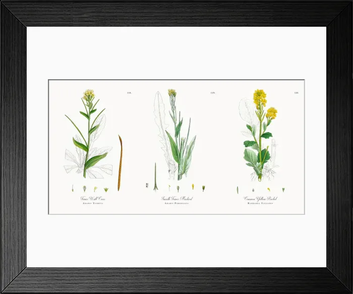 Framed Print : Tower Wall Cress, Arabis Turrita, Victorian Botanical Illustration, 1863 Framed Print : Tower Wall Cress, Arabis Turrita, Victorian Botanical Illustration, 1863