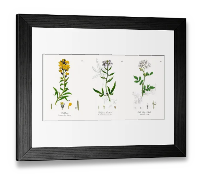 Framed Print : Wallflower, Cheiranthus Cheiri, Victorian Botanical Illustration, 1863 Framed Print : Wallflower, Cheiranthus Cheiri, Victorian Botanical Illustration, 1863