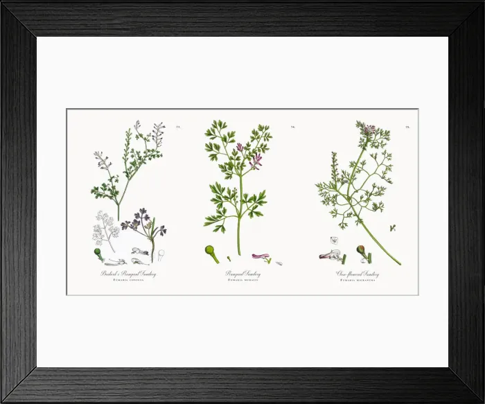 Framed Print : Bastardas Rampant Fumitory, Fumaria confusa, Victorian Botanical Illustration, 1863 Framed Print : Bastardas Rampant Fumitory, Fumaria confusa, Victorian Botanical Illustration, 1863