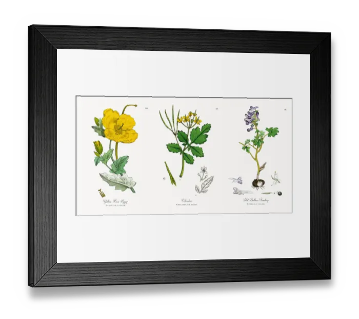 Framed Print : Yellow Horn Poppy, Glaucium luteum, Victorian Botanical Illustration, 1863 Framed Print : Yellow Horn Poppy, Glaucium luteum, Victorian Botanical Illustration, 1863