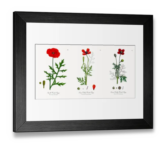 Framed Print : Smooth Headed Poppy, Papaver Lecoqii, Victorian Botanical Illustration, 1863 Framed Print : Smooth Headed Poppy, Papaver Lecoqii, Victorian Botanical Illustration, 1863