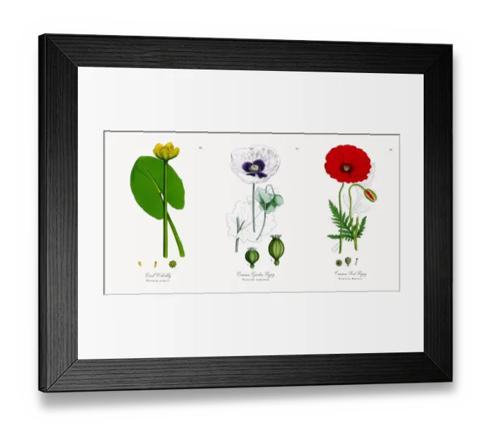 Framed Print : Least Waterlily, Nuphar pumila, Victorian Botanical Illustration, 1863 Framed Print : Least Waterlily, Nuphar pumila, Victorian Botanical Illustration, 1863