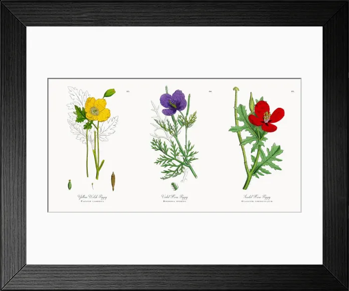 Framed Print : Yellow Welsh Poppy, Papaver cambrica, Victorian Botanical Illustration, 1863 Framed Print : Yellow Welsh Poppy, Papaver cambrica, Victorian Botanical Illustration, 1863