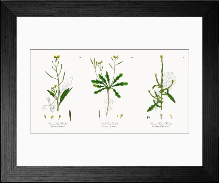 Framed Print : Common Sand Rocket, Brassica Muralis, Victorian Botanical Illustration, 1863 Framed Print : Common Sand Rocket, Brassica Muralis, Victorian Botanical Illustration, 1863