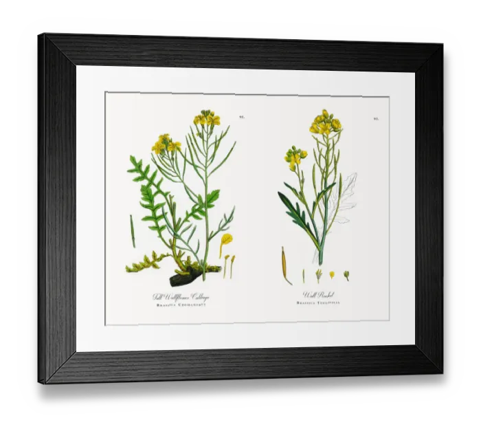 Framed Print : Tall Wallflower Cabbage, Brassica Cheiranthus, Victorian Botanical Illustration, 1863 Framed Print : Tall Wallflower Cabbage, Brassica Cheiranthus, Victorian Botanical Illustration, 1863