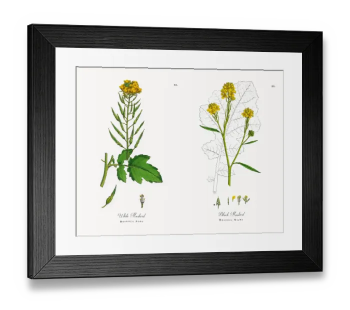 Framed Print : White Mustard, Brassica Alba, Victorian Botanical Illustration, 1863 Framed Print : White Mustard, Brassica Alba, Victorian Botanical Illustration, 1863