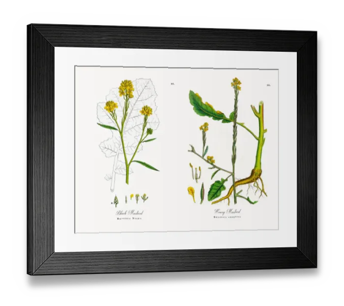 Framed Print : Black Mustard, Brassica Nigra, Victorian Botanical Illustration, 1863 Framed Print : Black Mustard, Brassica Nigra, Victorian Botanical Illustration, 1863