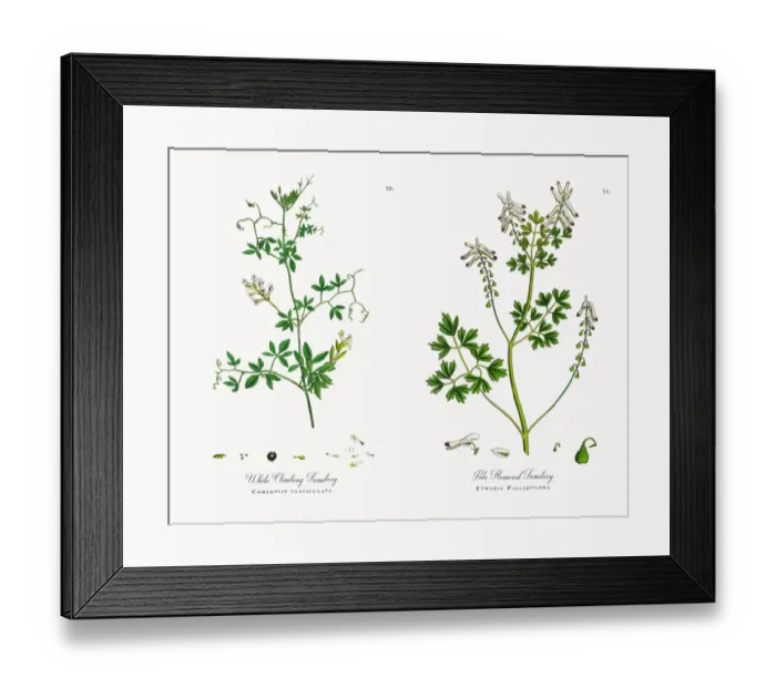 Framed Print : White Climbing Fumitory, Corydalis claviculata, Victorian Botanical Illustration, 1863 Framed Print : White Climbing Fumitory, Corydalis claviculata, Victorian Botanical Illustration, 1863