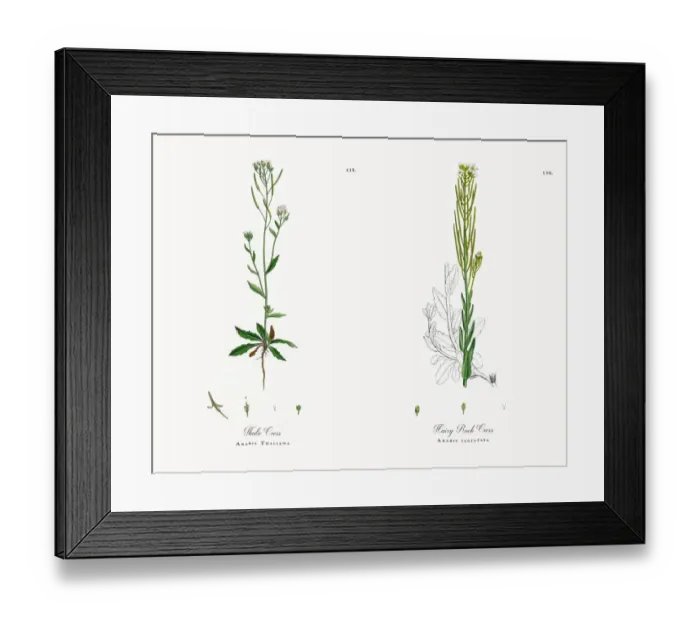 Framed Print : Thale Cress, Arabis Thaliana, Victorian Botanical Illustration, 1863 Framed Print : Thale Cress, Arabis Thaliana, Victorian Botanical Illustration, 1863