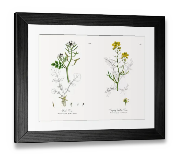 Framed Print : Water Cress, Nasturtium Officinale, Victorian Botanical Illustration, 1863 Framed Print : Water Cress, Nasturtium Officinale, Victorian Botanical Illustration, 1863