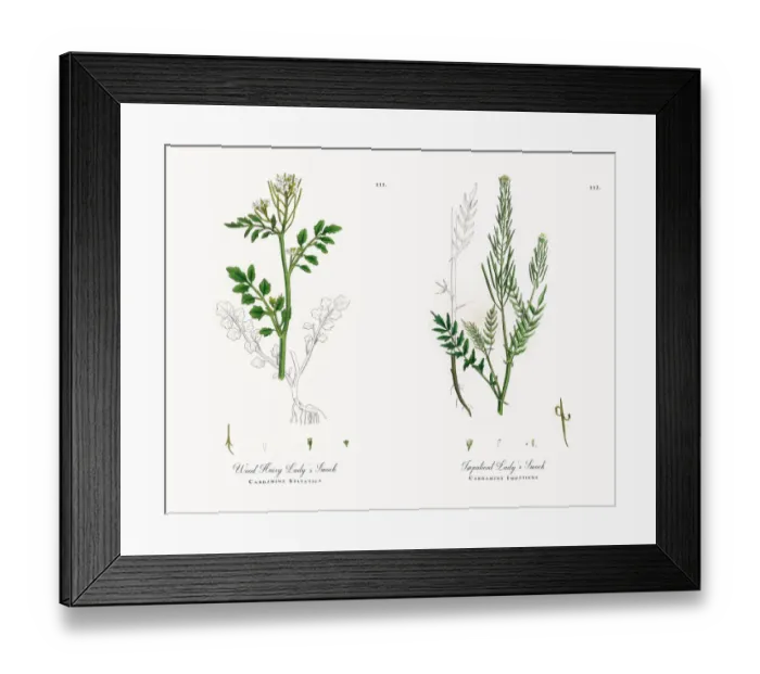 Framed Print : Wood Hairy Ladyas Smock, Cardamine Sylvatica, Victorian Botanical Illustration, 1863 Framed Print : Wood Hairy Ladyas Smock, Cardamine Sylvatica, Victorian Botanical Illustration, 1863