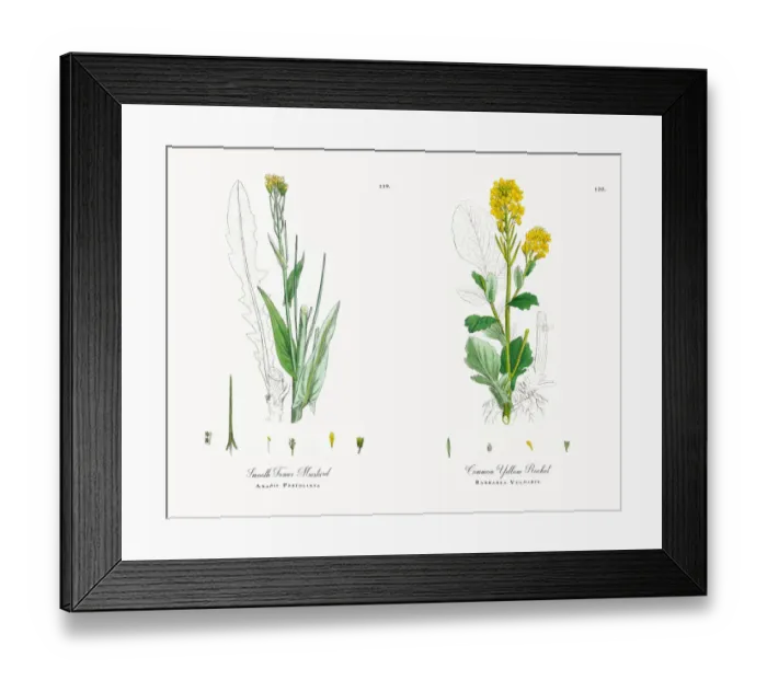 Framed Print : Smooth Tower Mustard, Arabis Perfoliata, Victorian Botanical Illustration, 1863 Framed Print : Smooth Tower Mustard, Arabis Perfoliata, Victorian Botanical Illustration, 1863